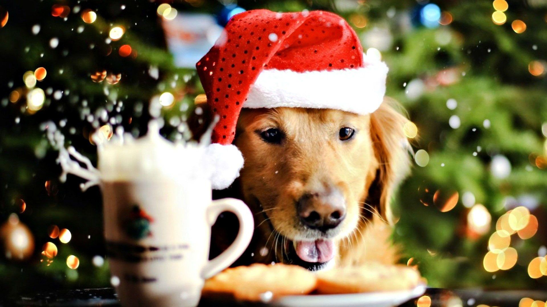 Cucciolo golden retriever con cappello natalizio, 1920x1080 Full HD, PC Desktop