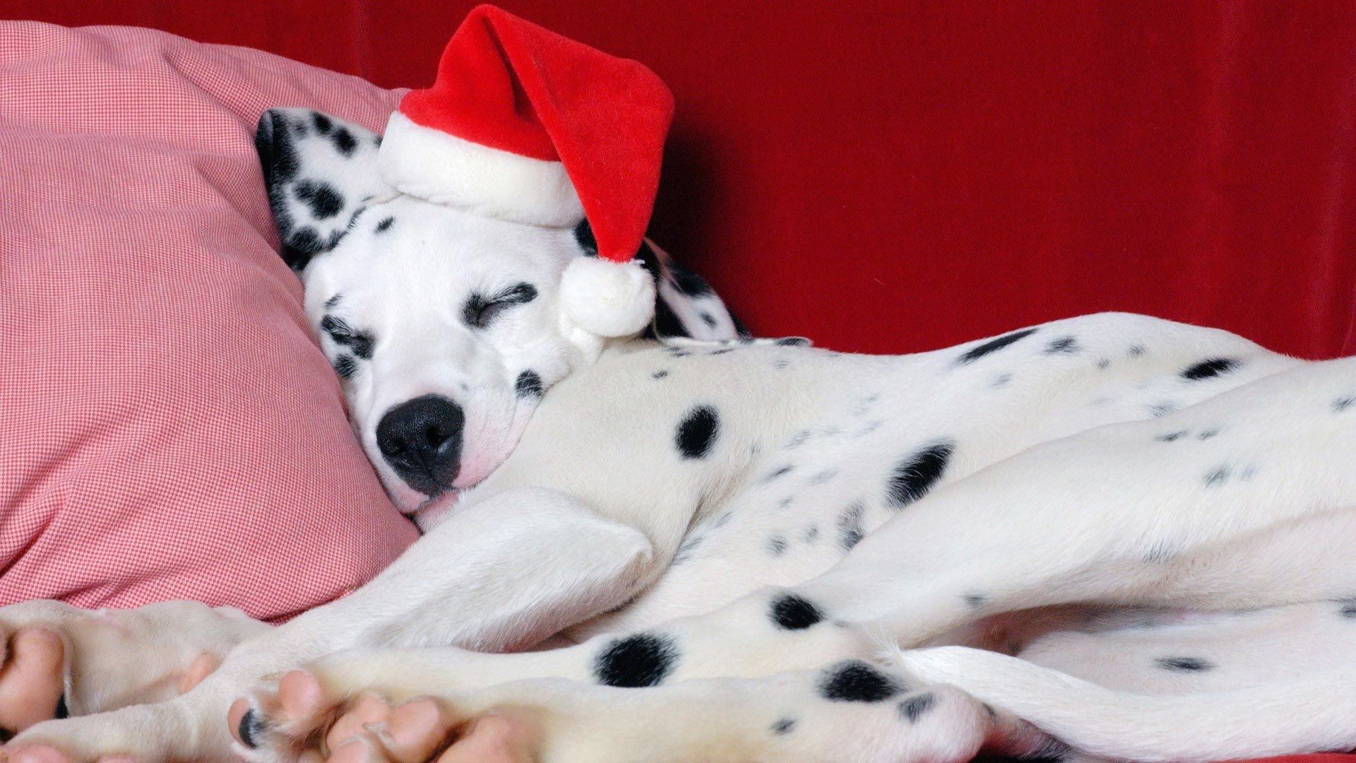 Cucciolo carlino natalizio con albero, 1024x768 HD, Desktop