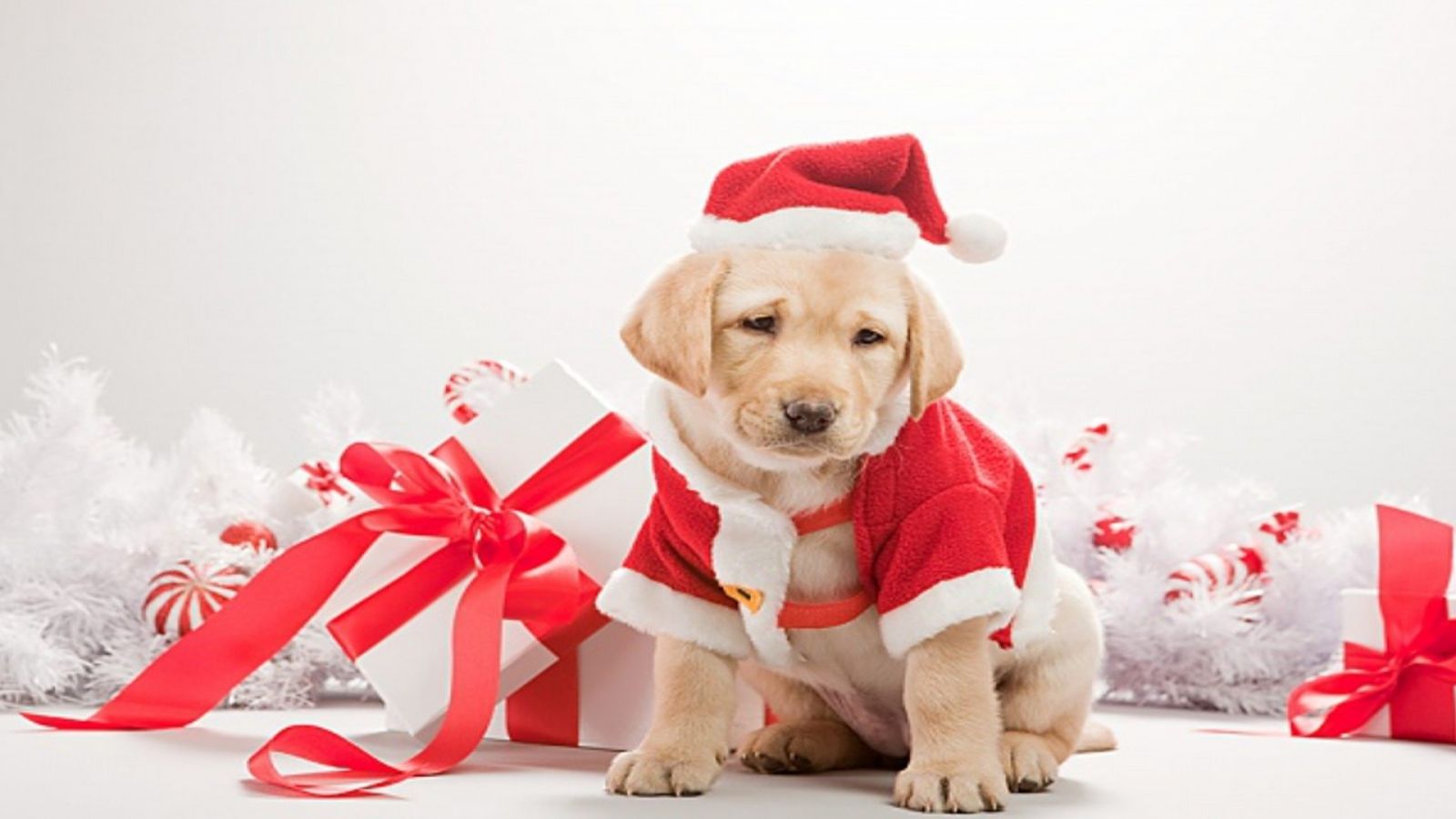 Cucciolo labrador tra regali natalizi, 1024x768 HD, Desktop