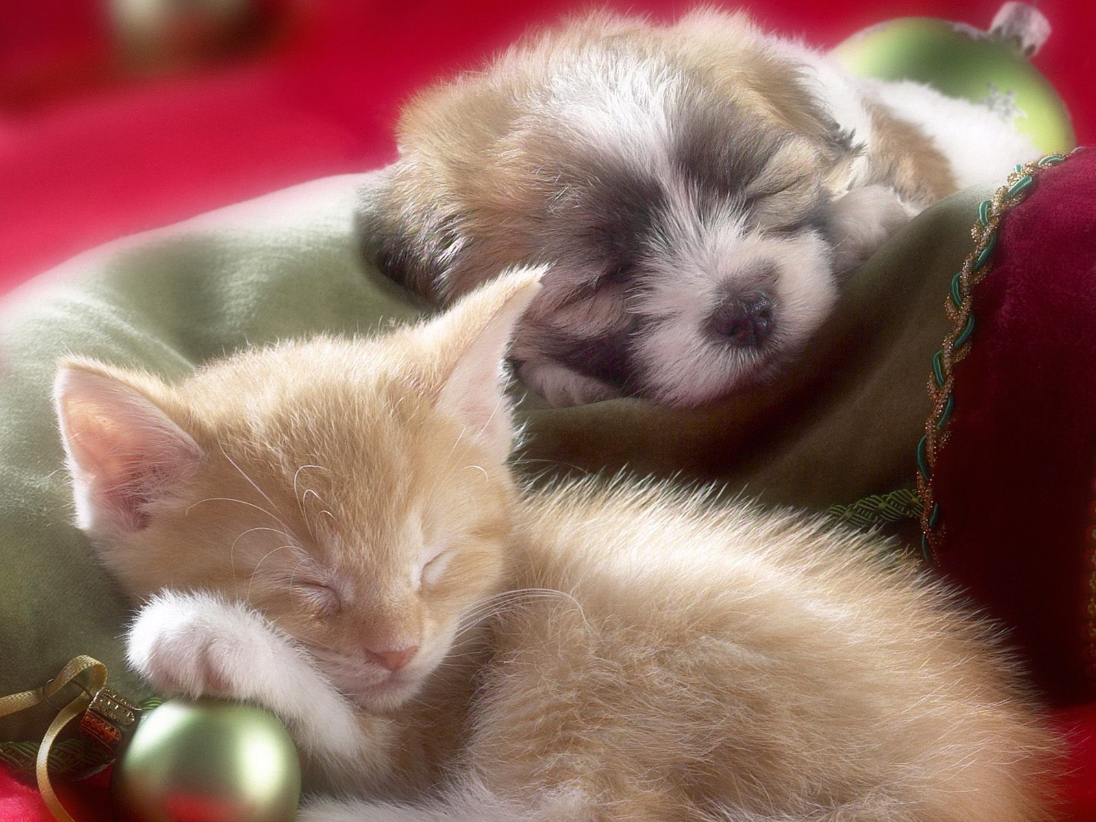 Cucciolo Labrador vestito Babbo Natale, 1600x900 900p, PC