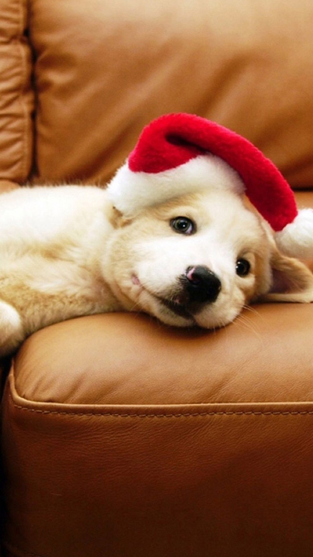 Cucciolo bassotto con cappello Babbo Natale, 1920x1080 Full HD, Desktop