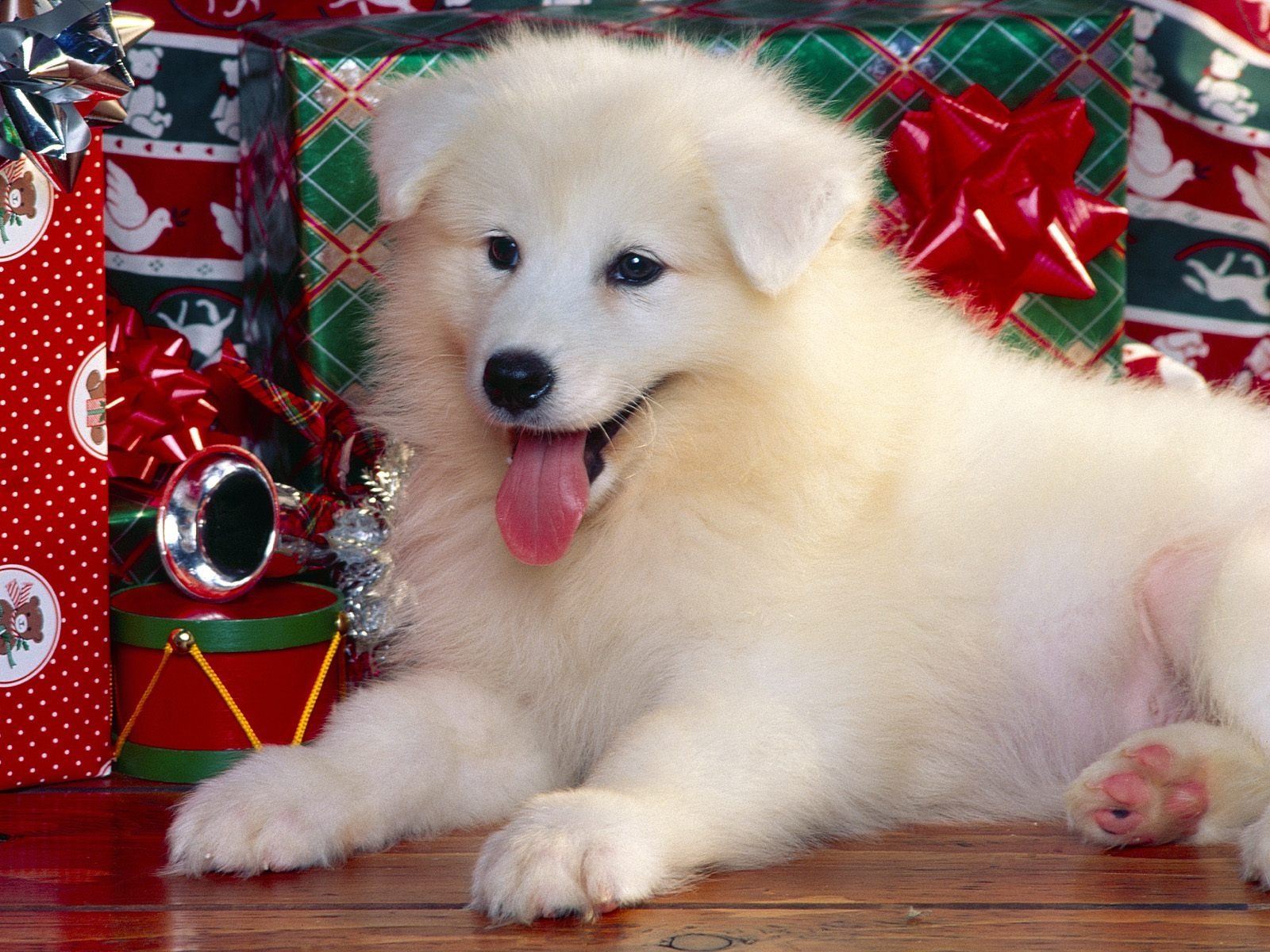 Cuccioli Pomerania bianchi natalizi, 1024x768 HD, Desktop