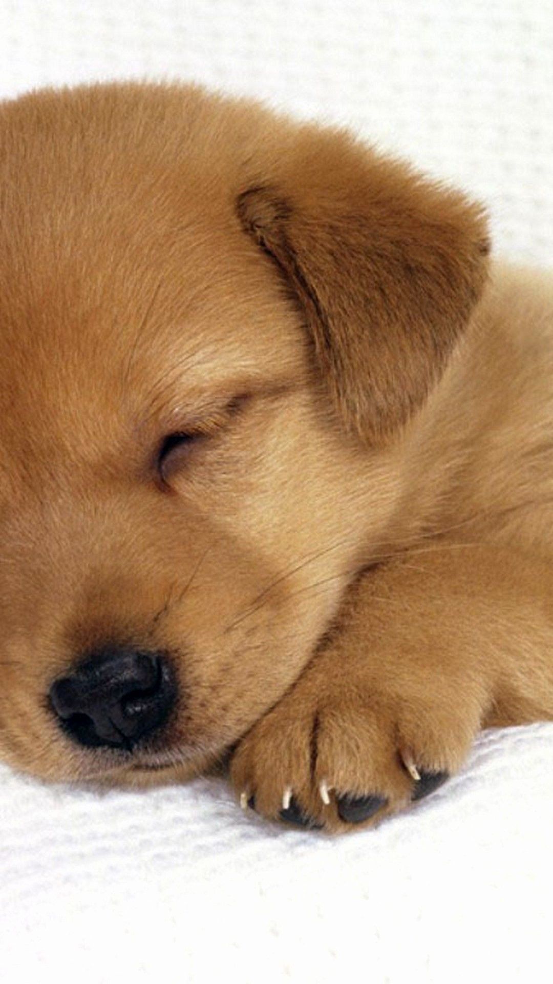 Due cuccioli spaniel in cesto, 1920x1080 1080p, Desktop