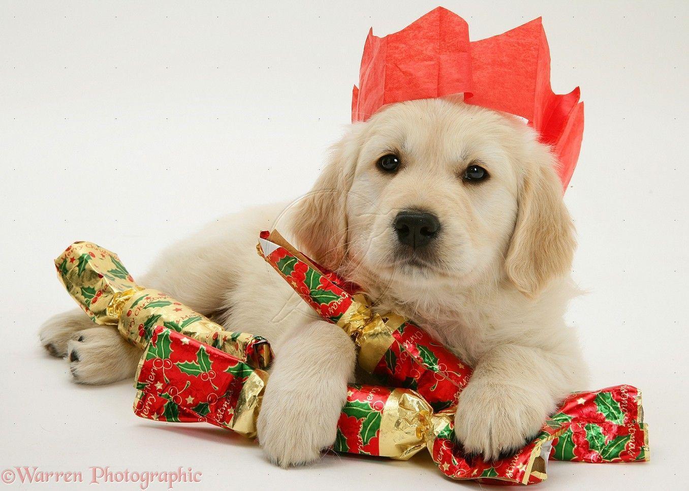 Cucciolo bianco con regalo natalizio, 2560x1600 WQXGA, Laptop