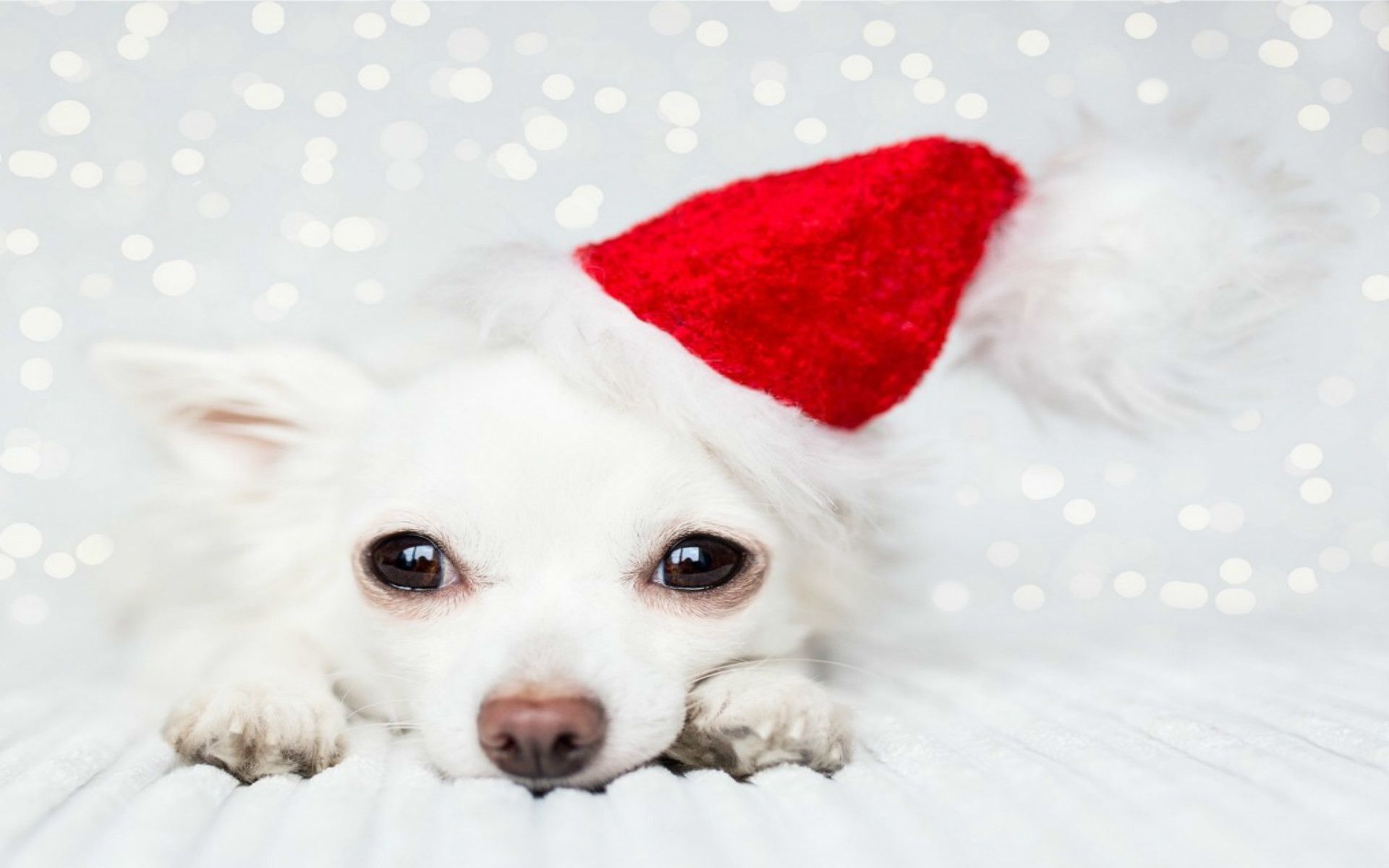 Cucciolo con cappello natalizio, 1680x1050 HD, Desktop