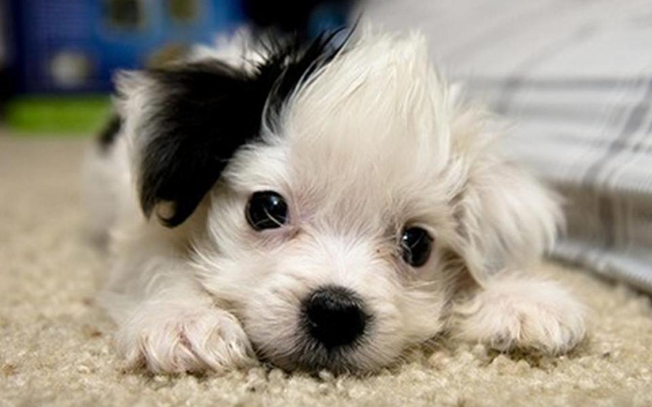 Cucciolo bianco soffice maltese, 1920x1200 Full HD+, PC Desktop