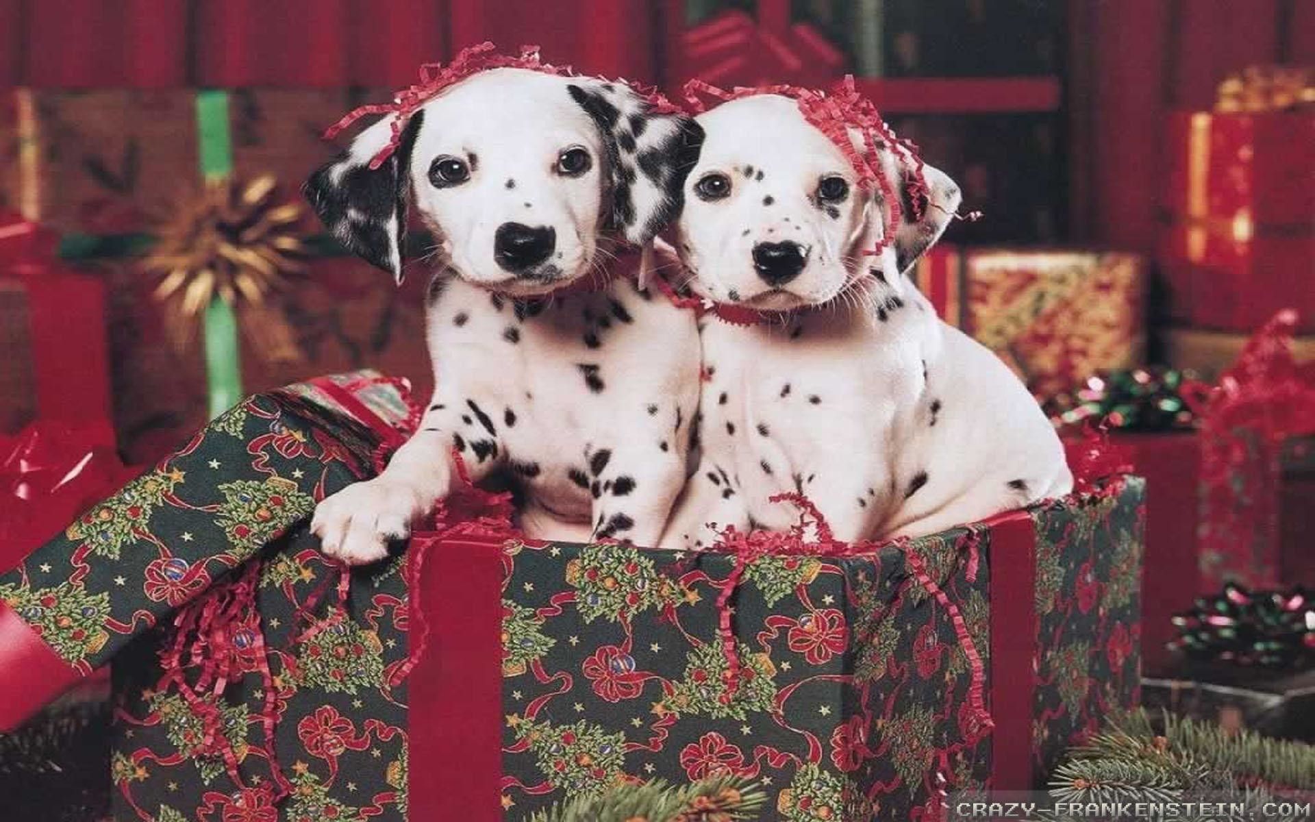 Cucciolo husky e gattino fiori, 2048x1536 Hi-Res, PC