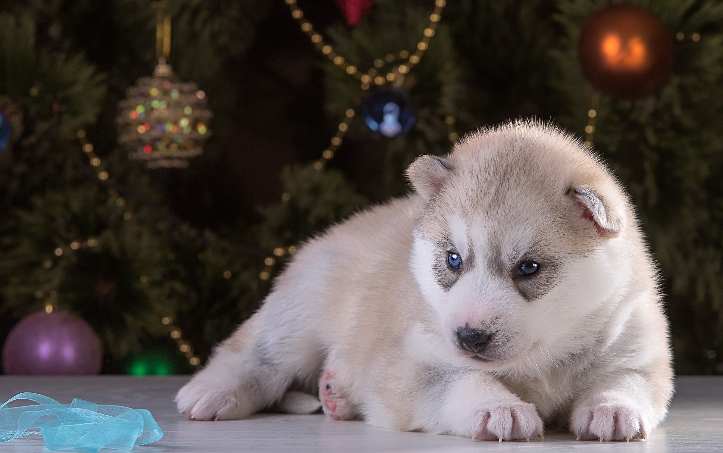 Cucciolo Bobtail regali Natale, 1920x1278 Full HD+ WUXGA, PC