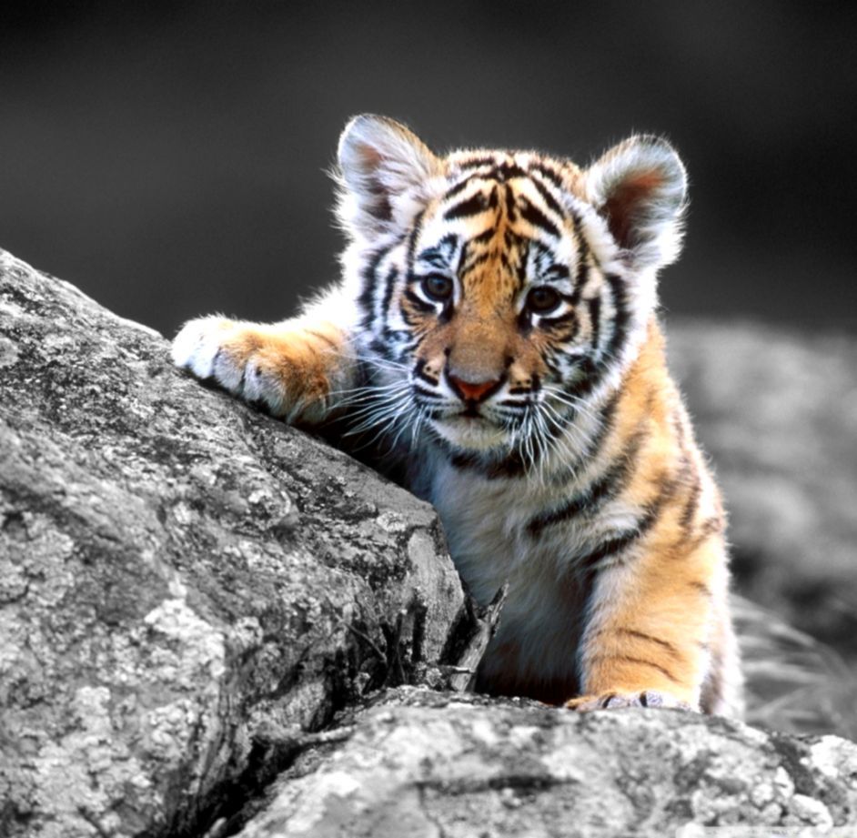 Cucciolo di tigre su roccia, 942x921 HD, iMac
