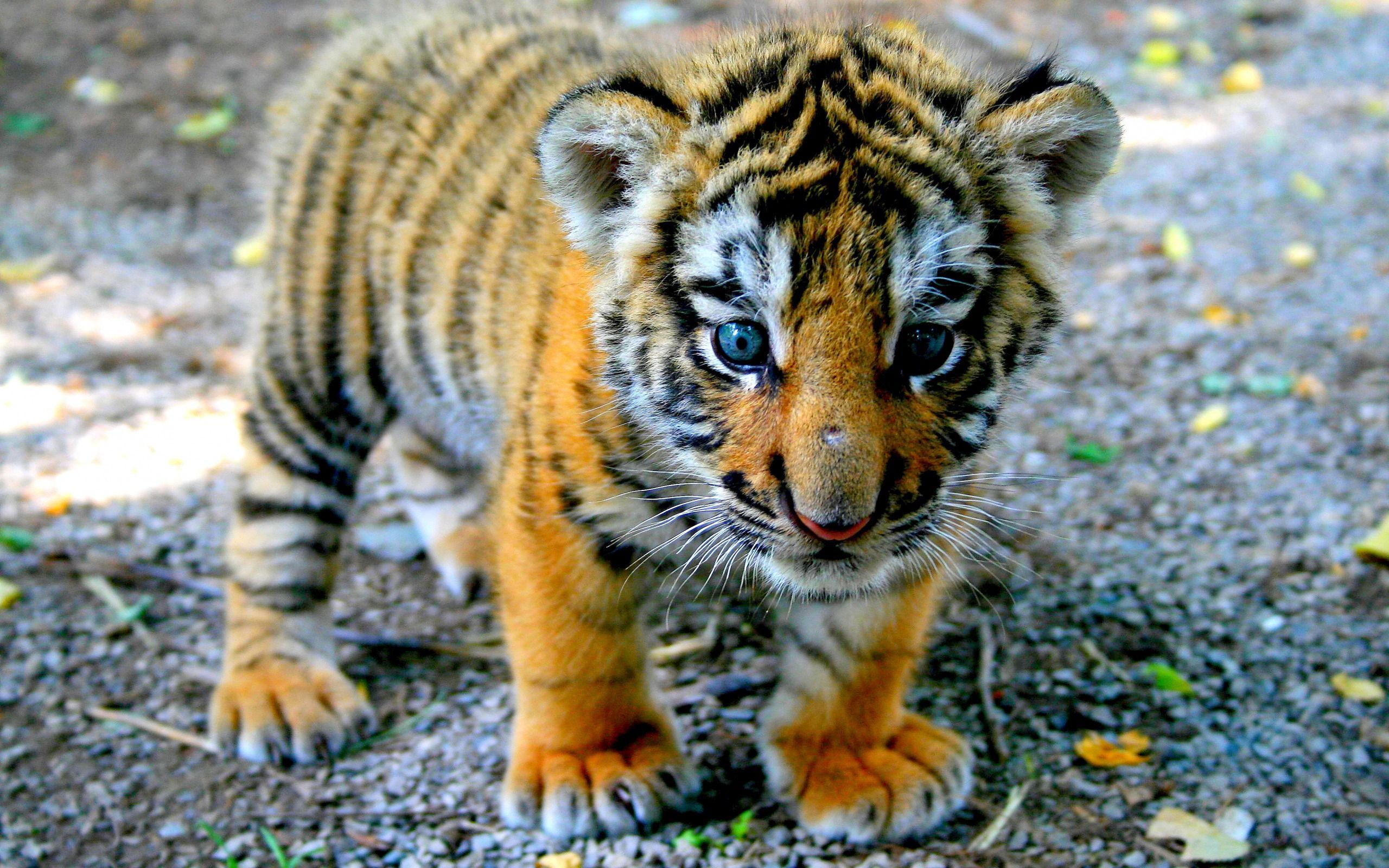 Cucciolo di tigre su ghiaia, 2560x1600 WQXGA, Desktop