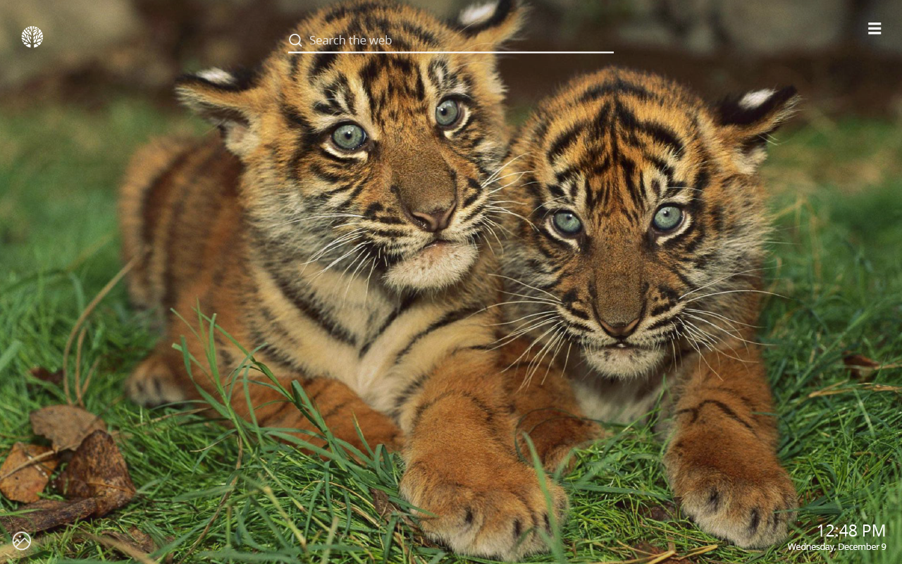 Due cuccioli di tigre, 1280x800 720p, MacBook Air