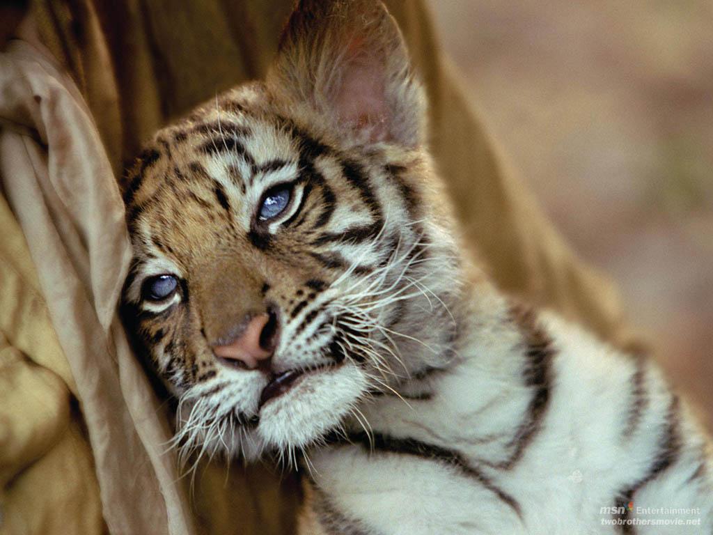 Cucciolo di tigre occhi azzurri, 1024x768 HD, Desktop