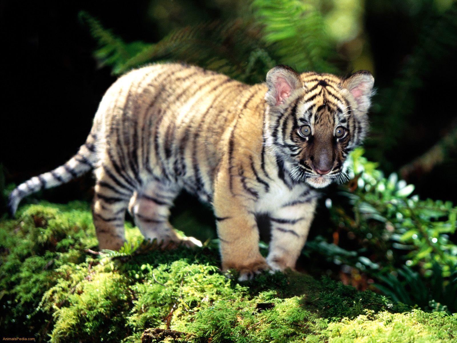 Cucciolo di tigre nel bosco, 1600x1200 HD, PC