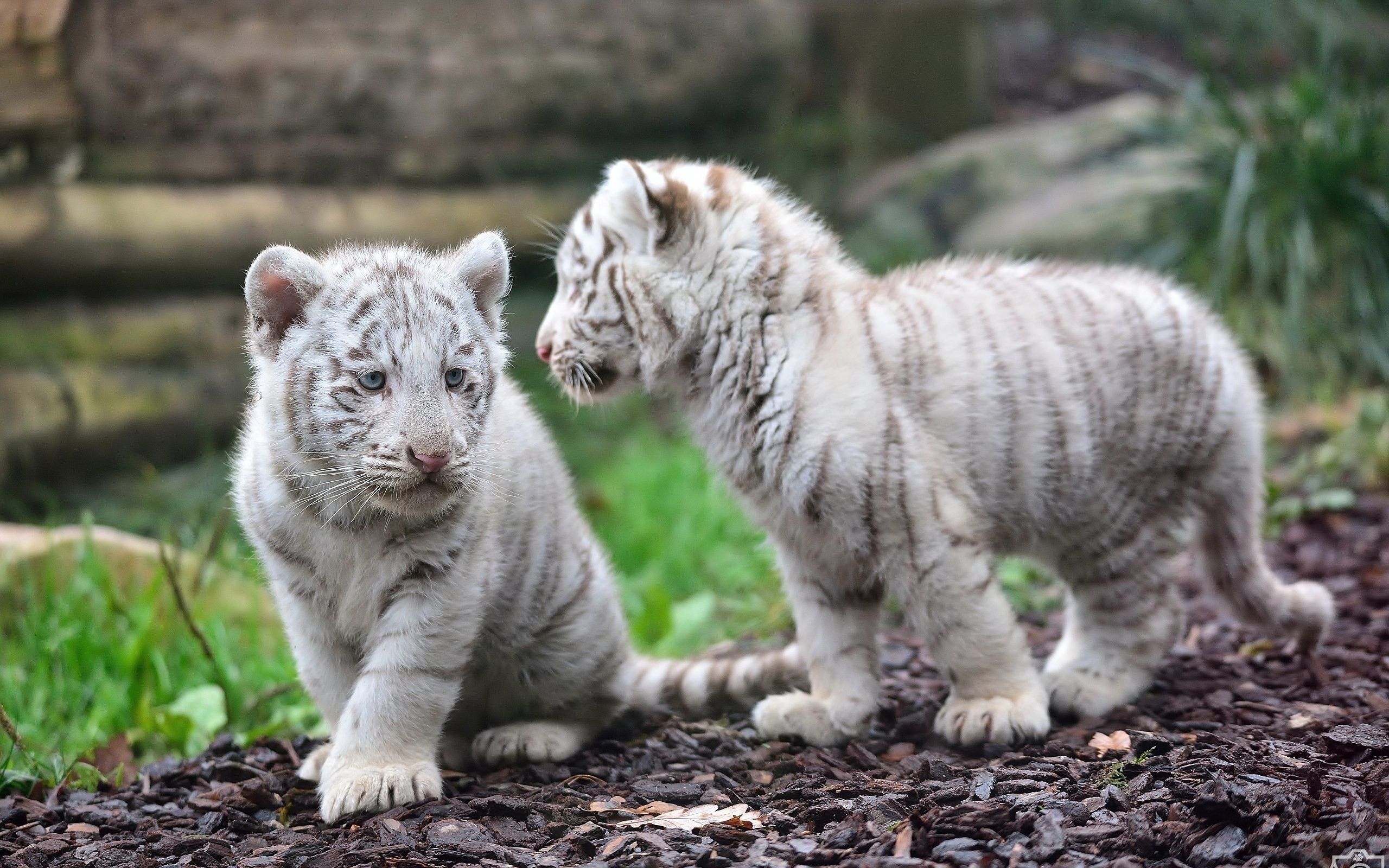 Cuccioli di tigre bianca, 2560x1600 2K+, Desktop