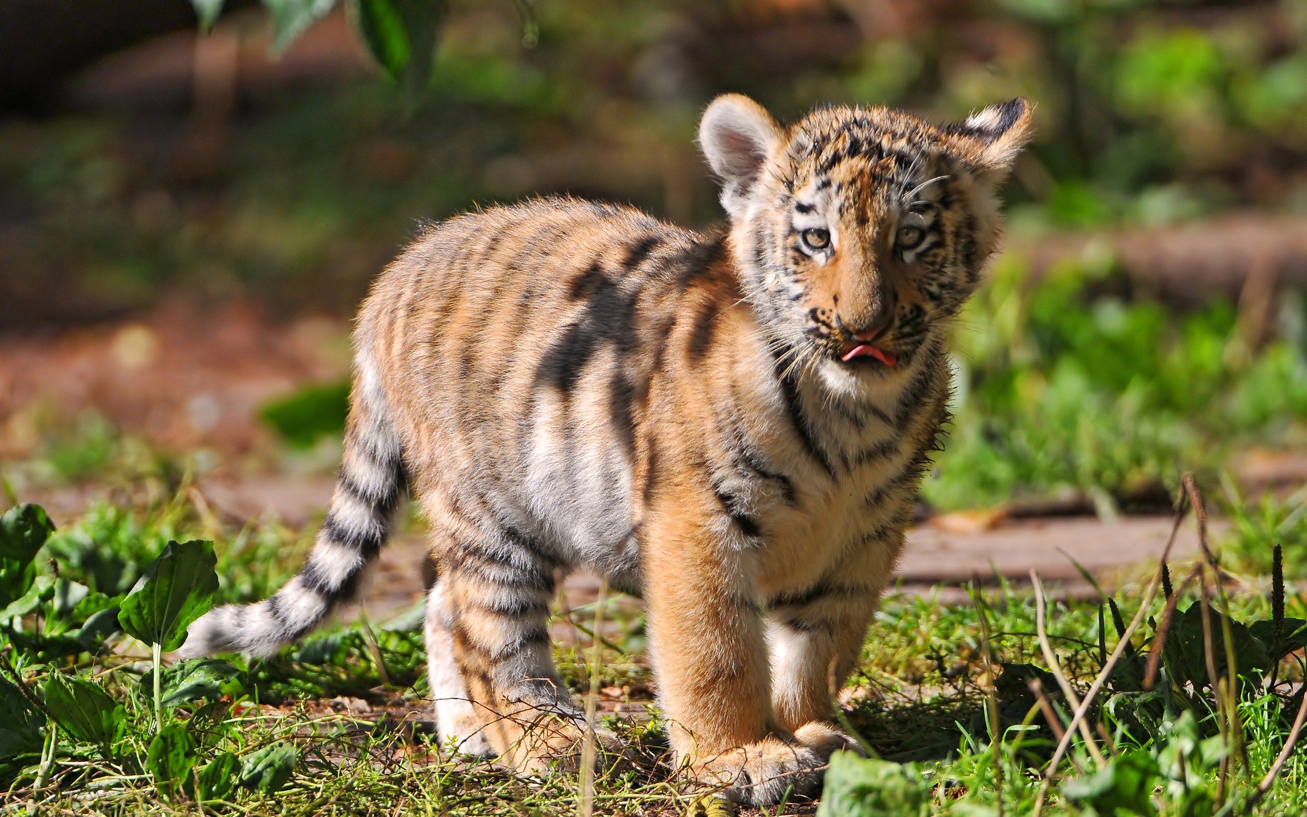 Cucciolo di tigre nell'erba, 2560x1600 WQXGA, MacBook Pro