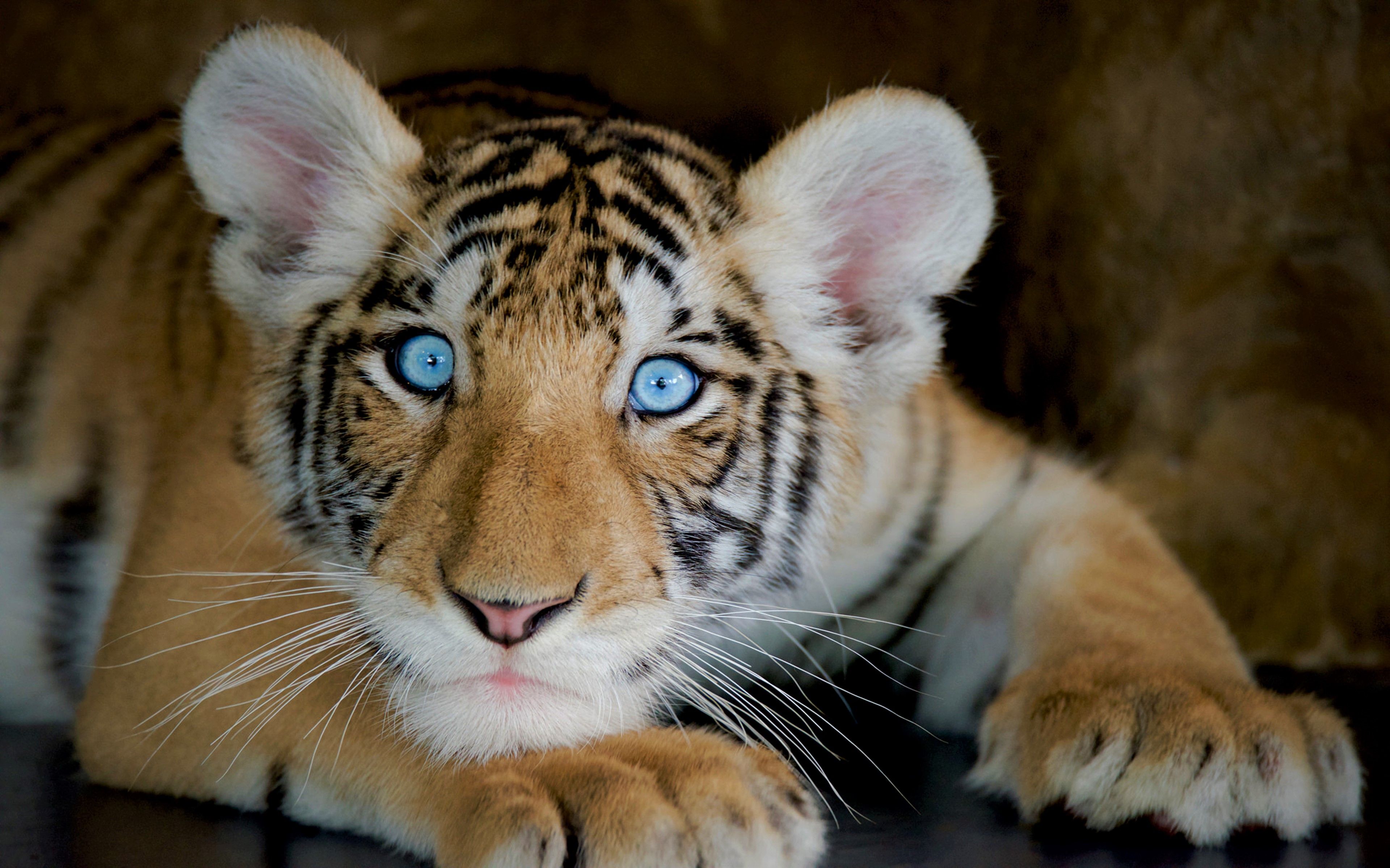 Cucciolo di tigre occhi azzurri, 3840x2400 UHD, PC 4K