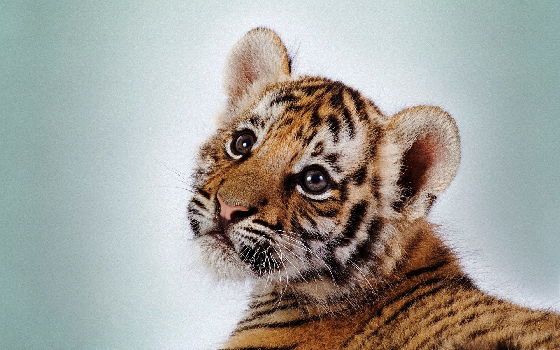 Cucciolo di tigre primo piano, 1920x1200 WUXGA, Desktop