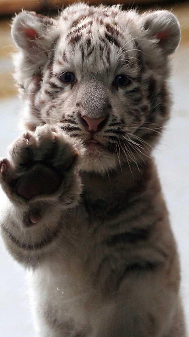 Cucciolo di tigre bianca, 720x1280 Full HD Verticale, Smartphone