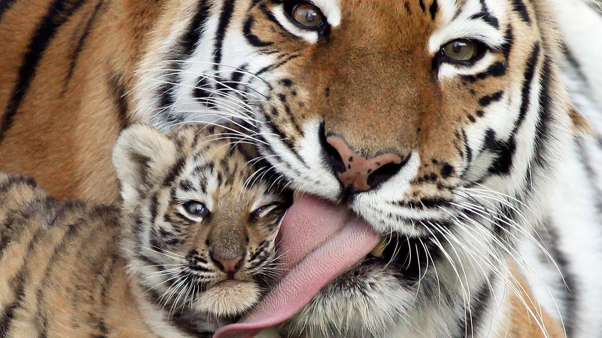 Tigre madre lecca cucciolo, 1920x1080 1080p, Desktop