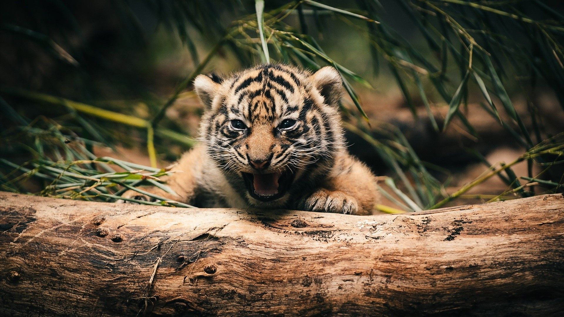 Cucciolo di tigre tra erba, 1920x1080 Full HD 1080p, PC Desktop