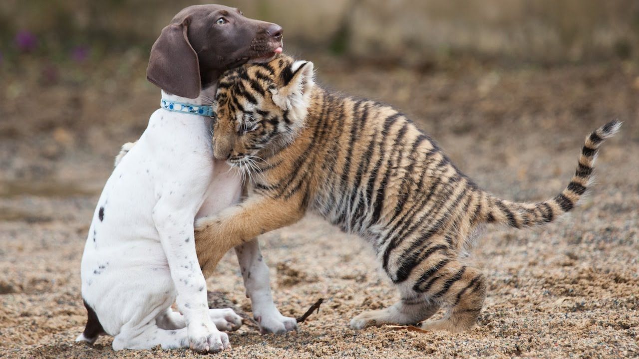 Cucciolo tigre e cane, 1280x720 HD, Desktop