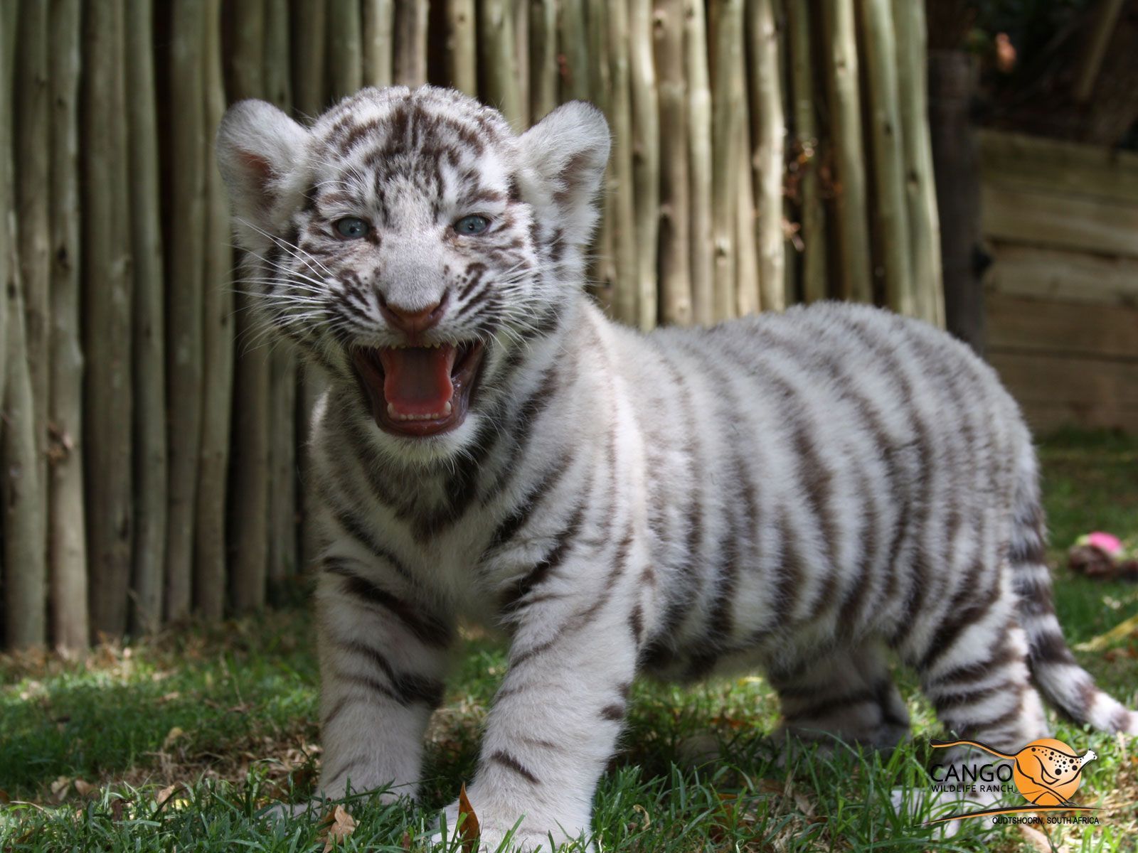 Tigre madre e cucciolo bianco nero, 1024x768 HD, Desktop