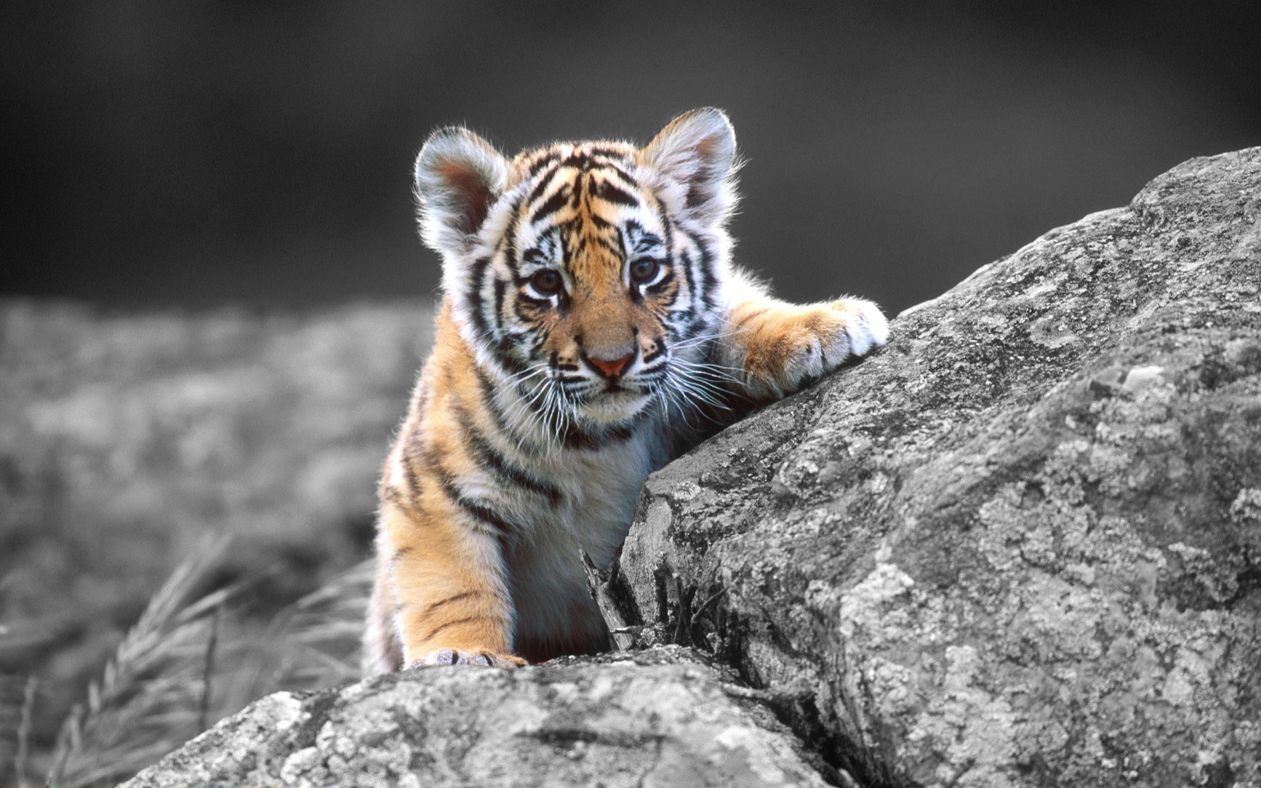 Cucciolo di tigre su roccia, 2560x1600 2K, Laptop