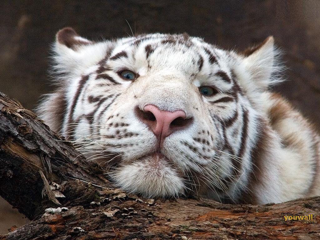 Cuccioli di tigre bianca, 3796x2354 WQXGA, Monitor Gaming
