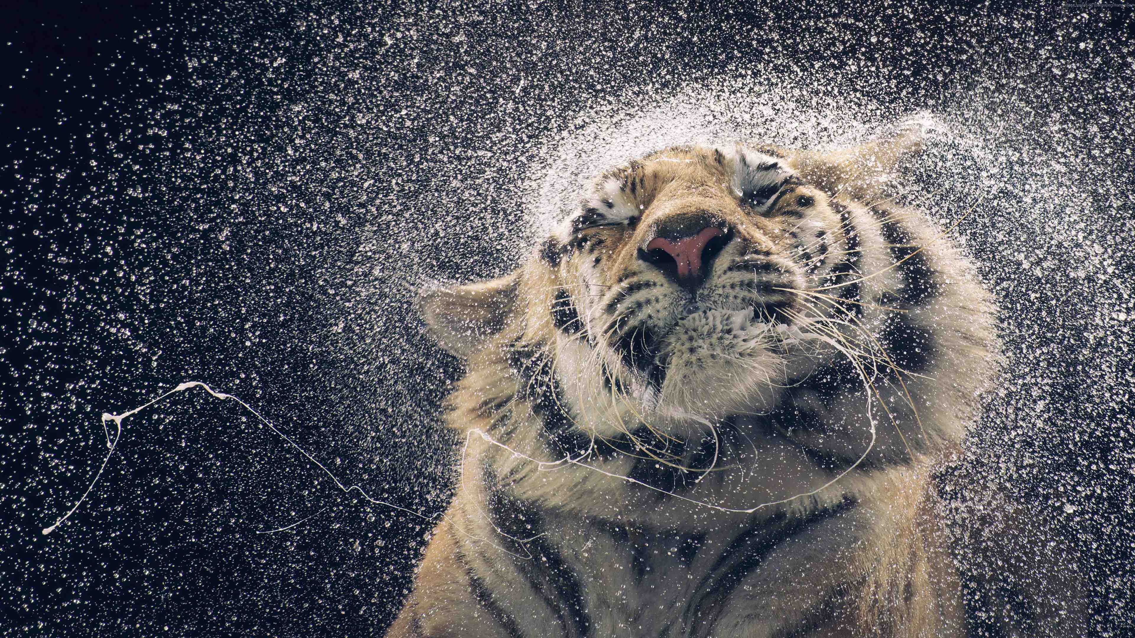 Tigre bianca con cucciolo, 2052x3000 Verticale, Android