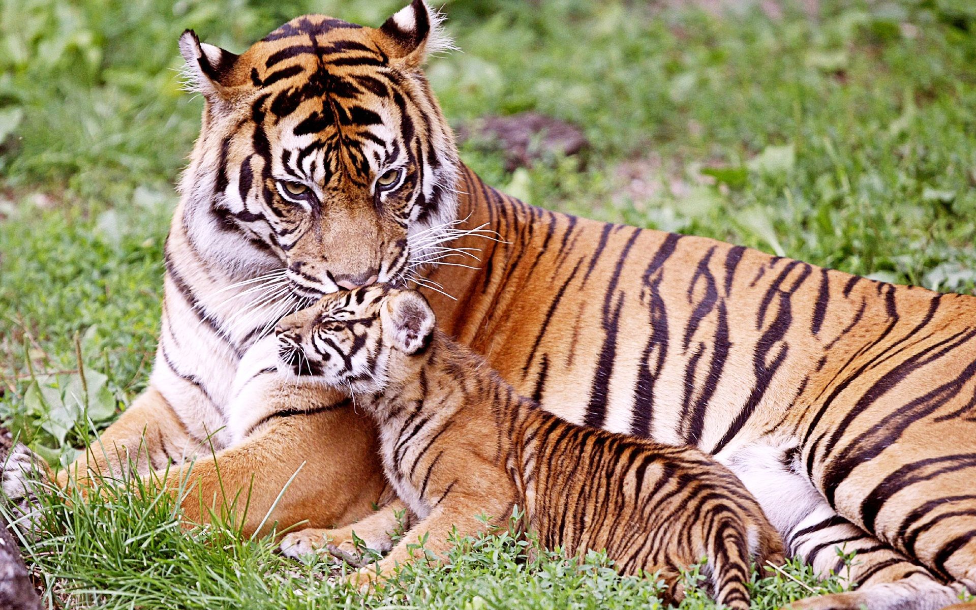 Tigre bagnata che si scuote, 3840x2160 Ultra HD, 4K TV