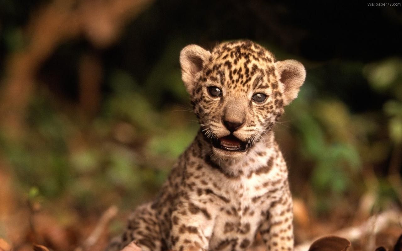 Tigre madre con cucciolo, 1920x1200 Full HD+, Desktop