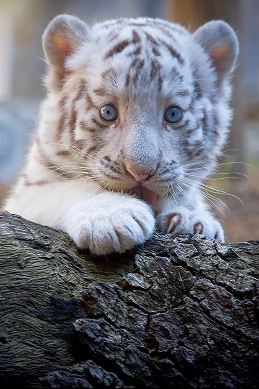 Cucciolo di leopardo nella foresta, 1280x800 720p, PC