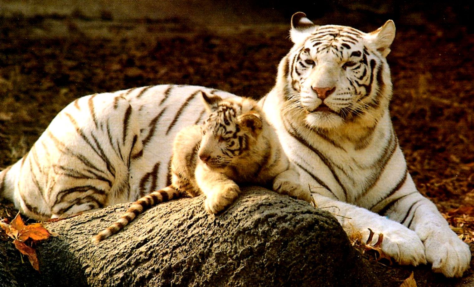 Cucciolo di tigre bianca, 853x1280 Verticale, Mobile