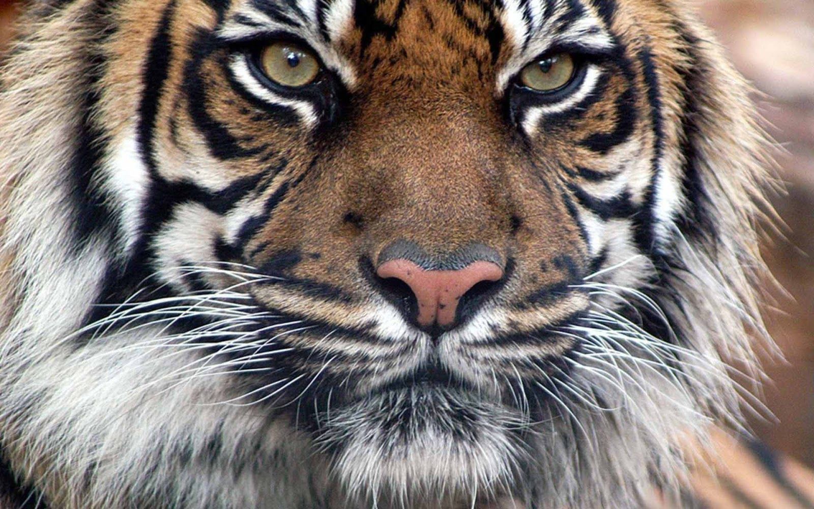 Cucciolo di tigre bianca con madre, 1520x920 720p, Lenovo Legion
