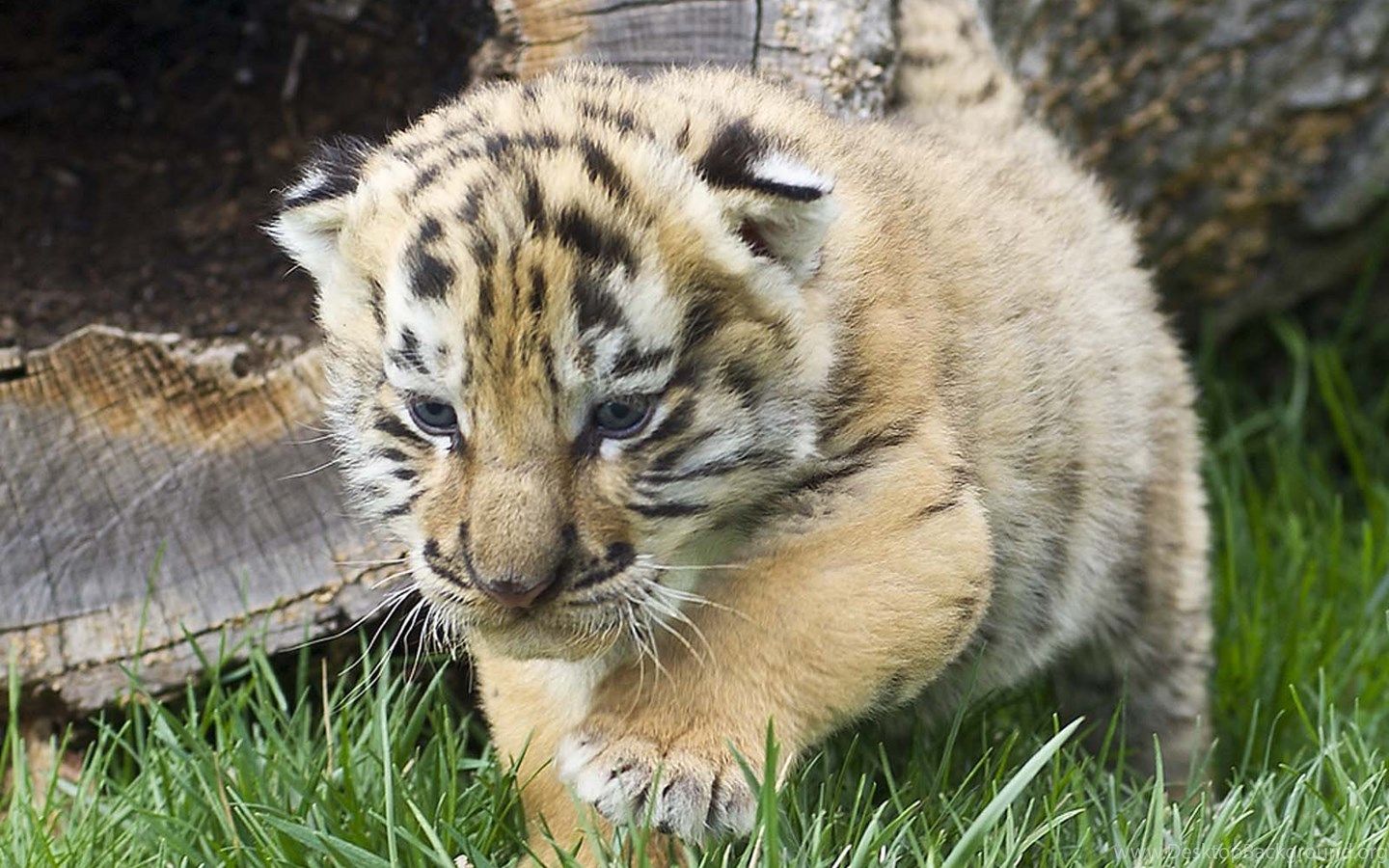 Cucciolo di tigre bianca, 1600x1200 900p, PC