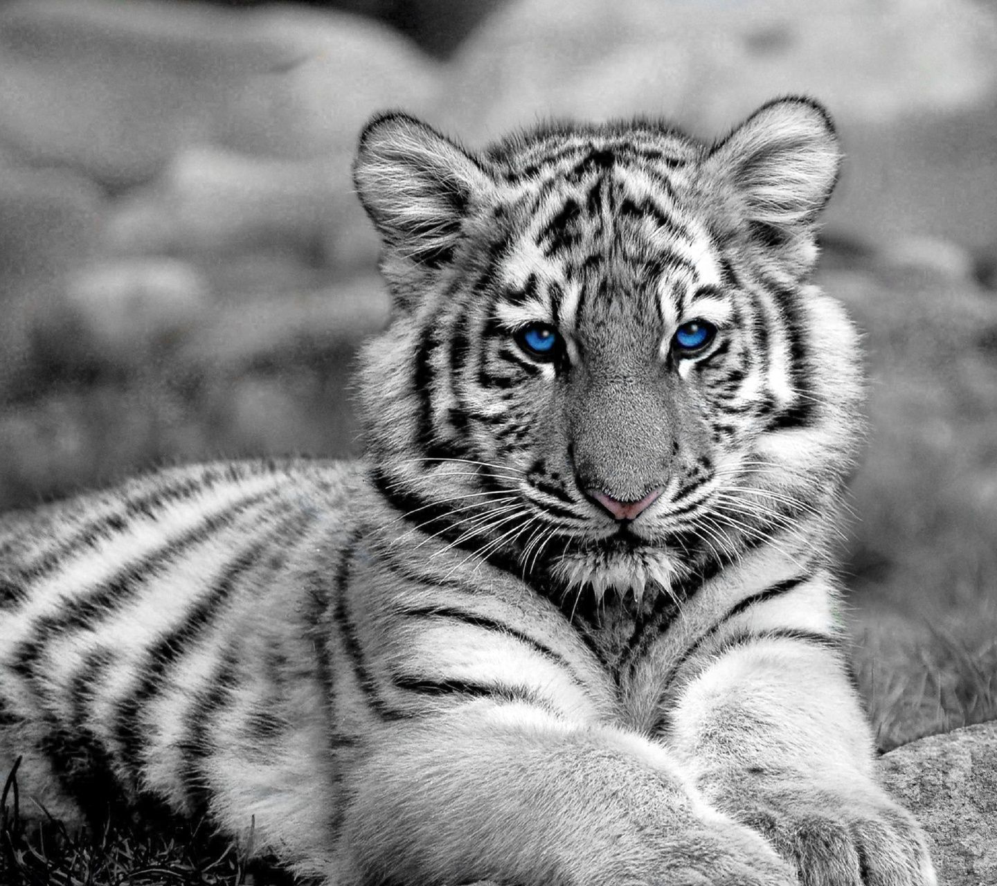 Primo piano volto tigre adulta, 1600x1000 900p, Desktop