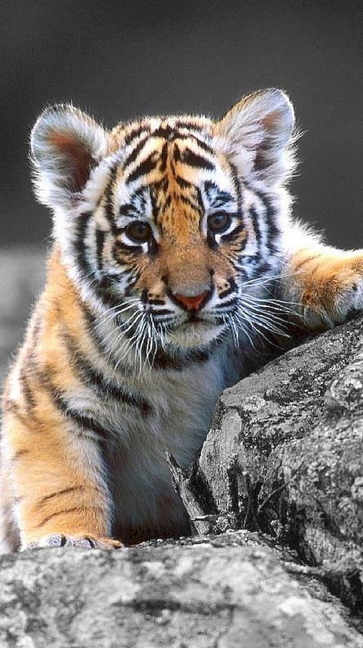 Cucciolo di tigre su roccia, 717x1280 Verticale, Telefono