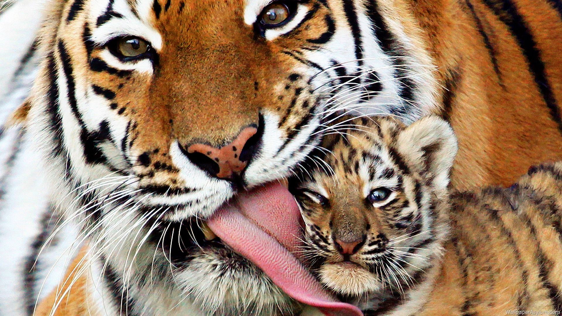 Cucciolo di tigre occhi blu, 4147x2765 4K, Desktop 4K