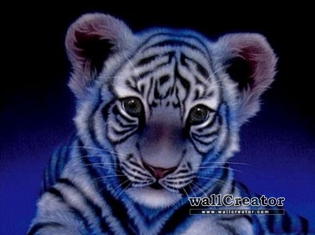 Cucciolo di tigre nell'erba, 1440x900 HD, Desktop