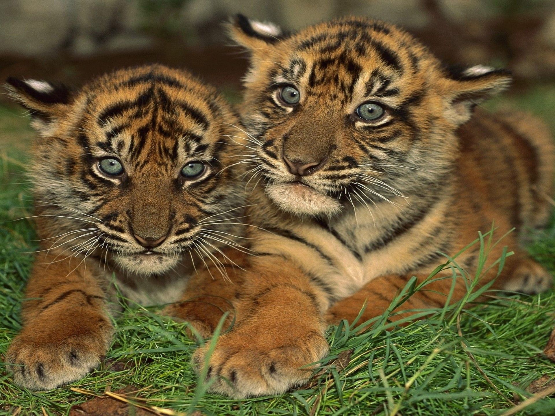 Tigre madre con cuccioli, 3964x2664 UHD, PC 4K