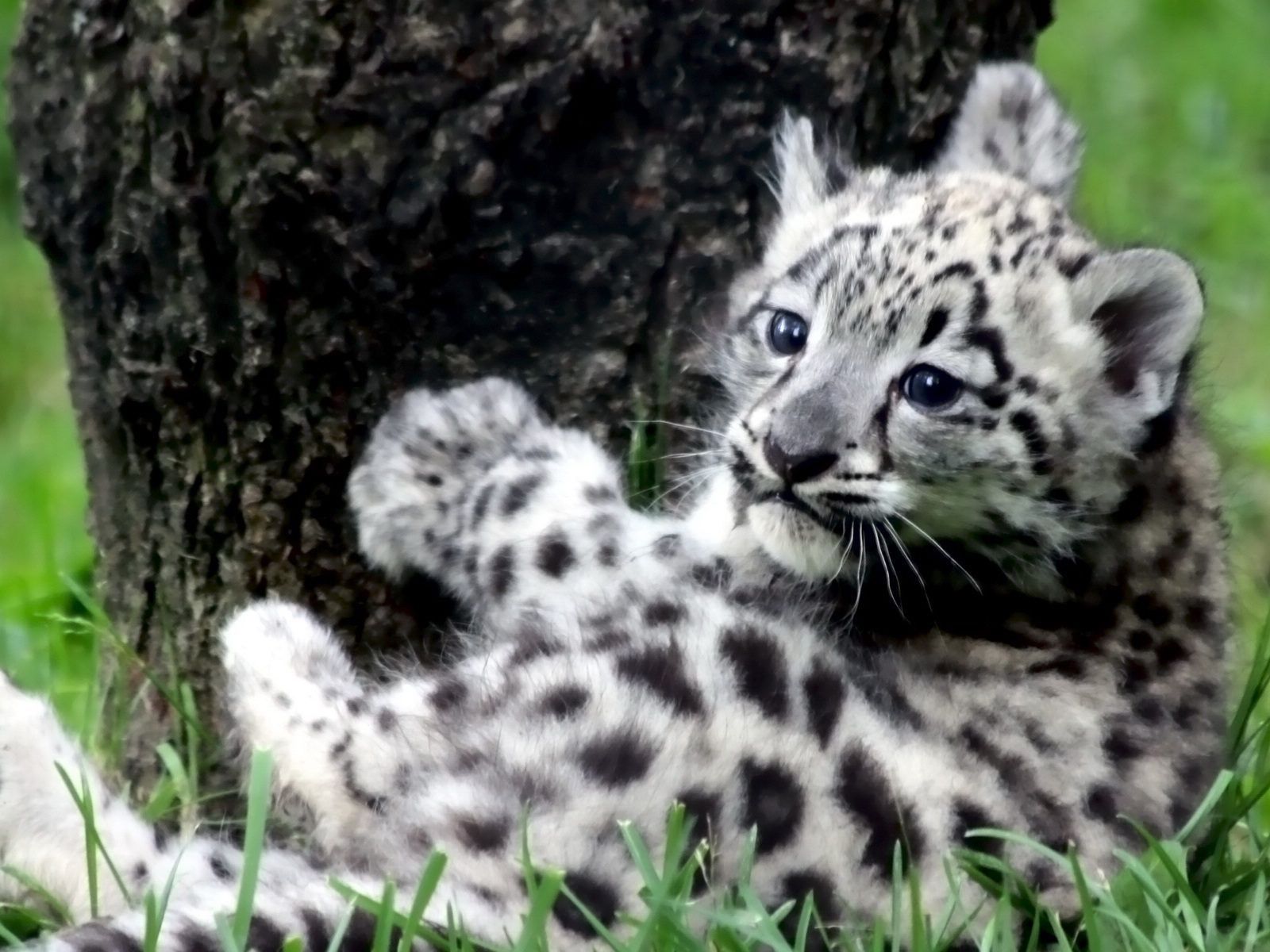 Due cuccioli di tigre, 1920x1440 WUXGA, Desktop
