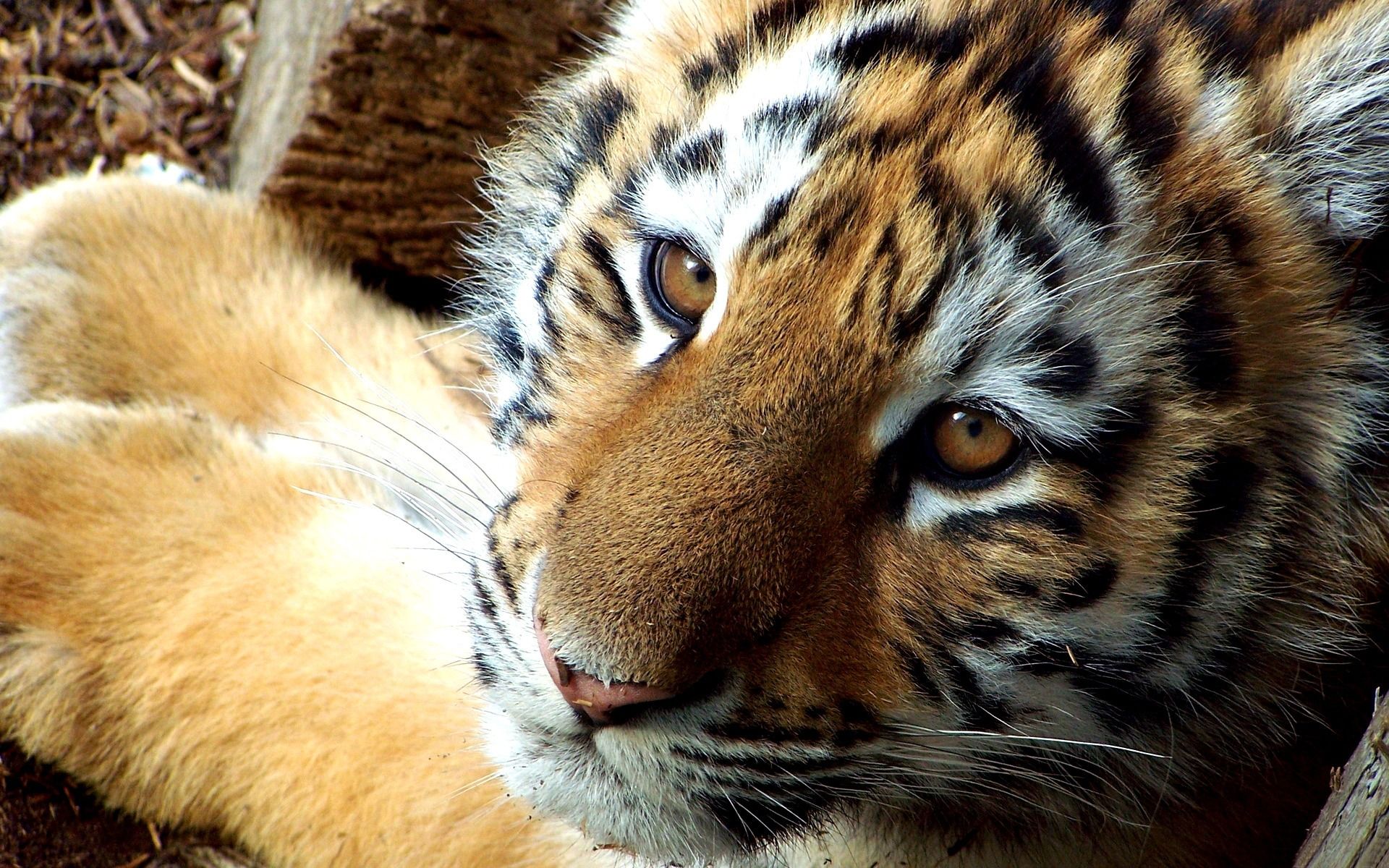 Cucciolo di tigre bianca, 1600x1200 HD Ready, Laptop