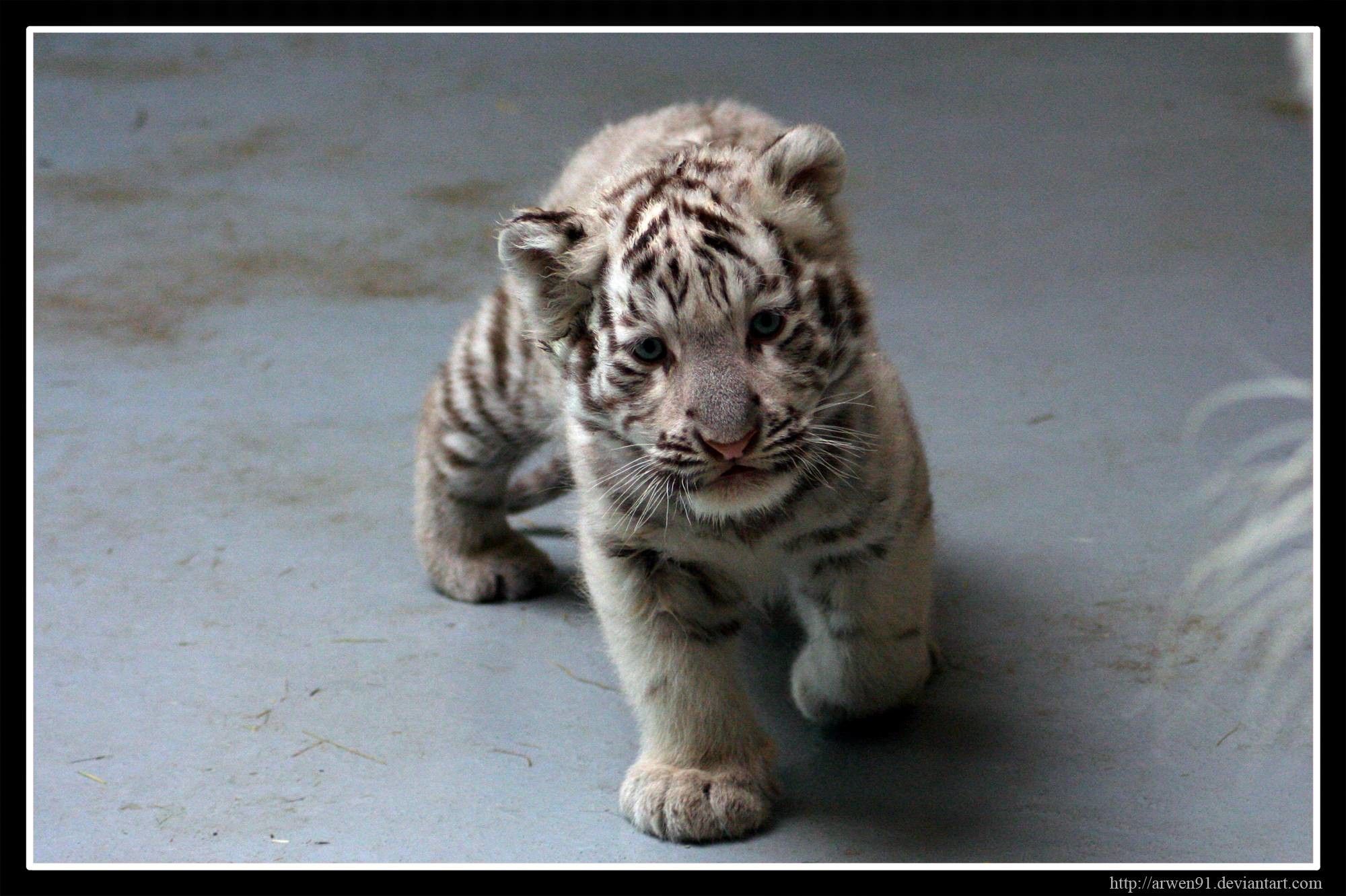 Cucciolo tigre bianca su tronco, 1024x768 HD, Desktop