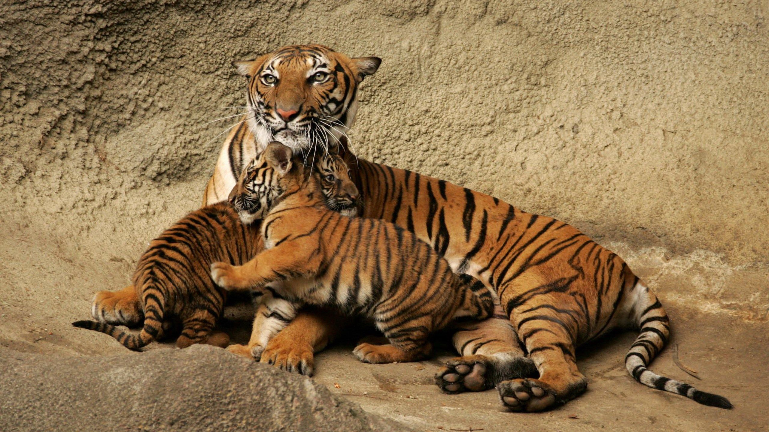Cucciolo di tigre primo piano, 1920x1200 Full HD+, Desktop