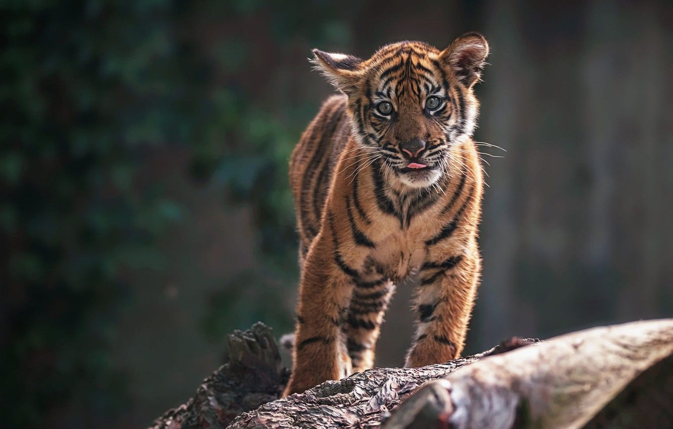Tigre madre con cuccioli, 2560x1440 2K QHD, Monitor Gaming