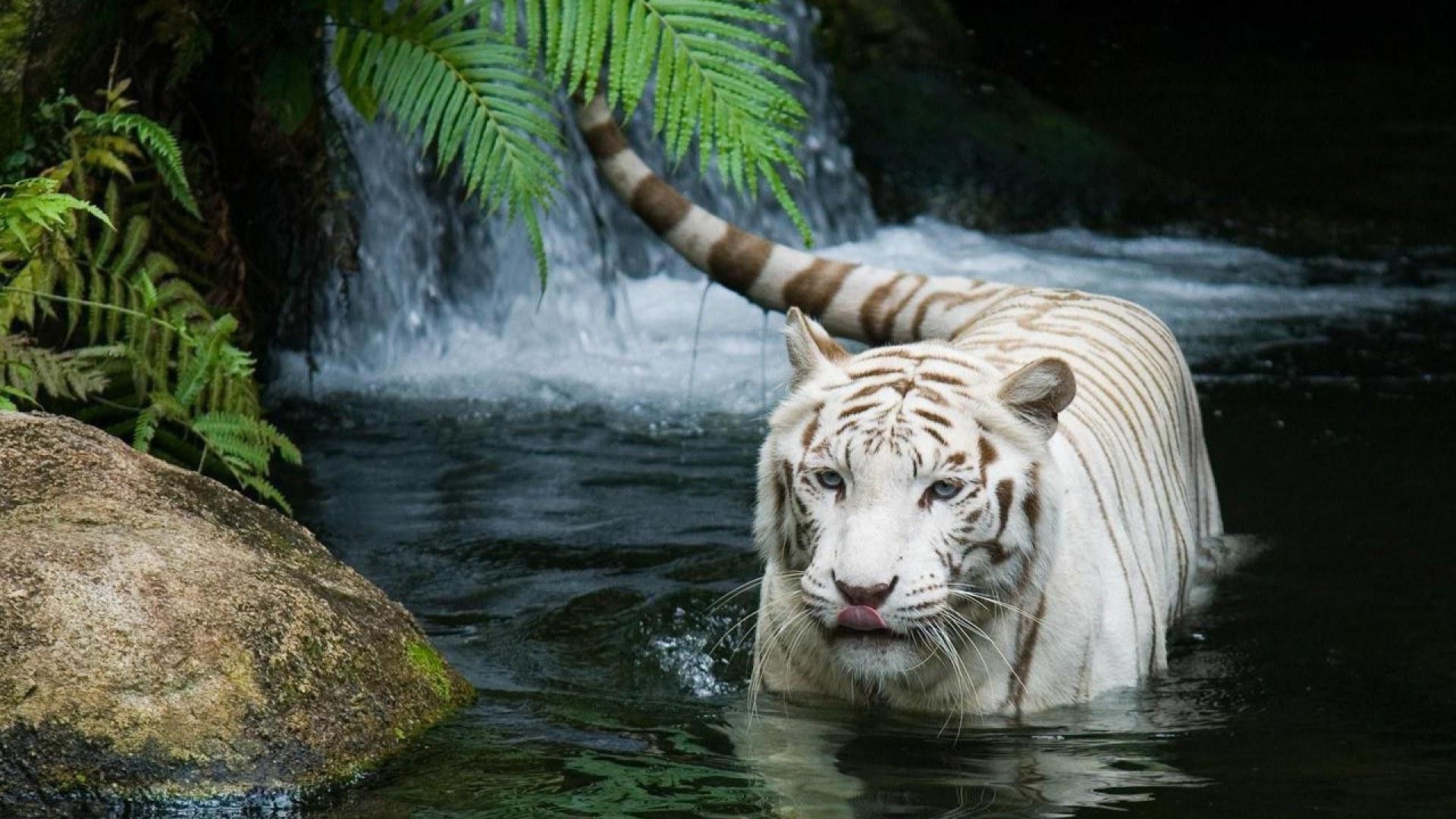 Cucciolo di tigre su tronco, 1332x850 HD, Desktop