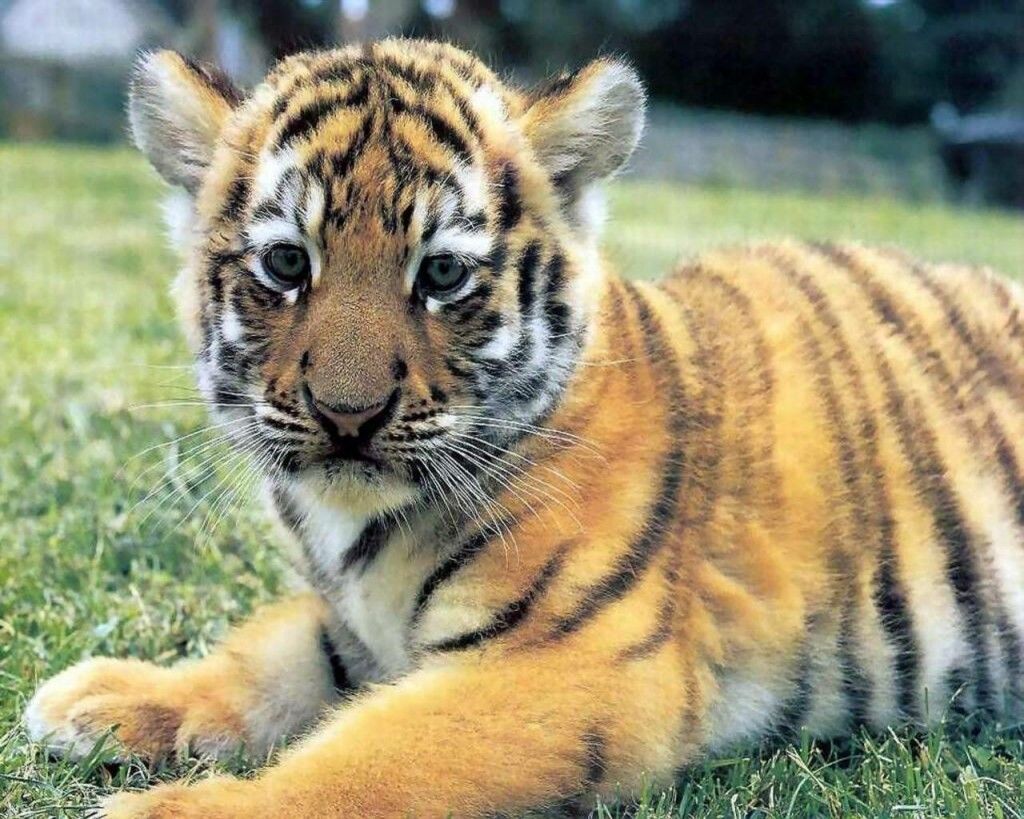 Cucciolo tigre bianca nell'erba, 1024x768 HD, PC