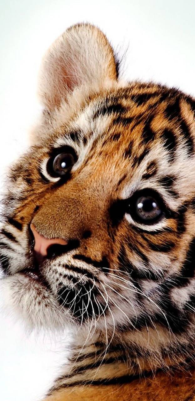 Cucciolo tigre bianca acqua, 1920x1080 Full HD, Laptop