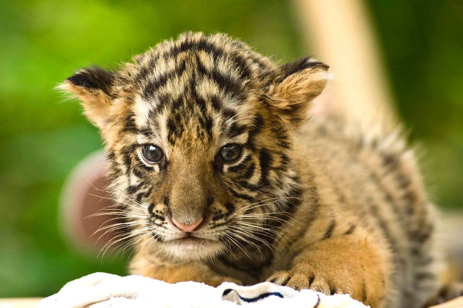 Cucciolo di tigre primo piano, 623x1280 Verticale, Telefono