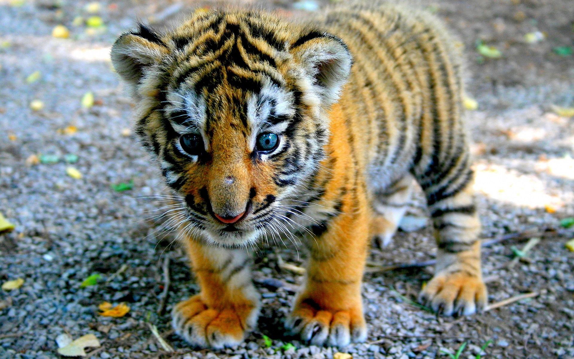 Cucciolo di tigre primo piano, 1600x1064 HD Ready, PC